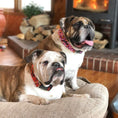 Load image into Gallery viewer, Colorado and Texas Dog Collars, Leads, and Bows - 5 Styles
