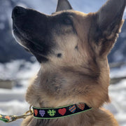 Colorful Hearts Dog Collar