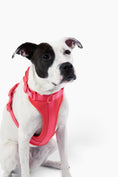 Load image into Gallery viewer, Harness - Southlake Paws
