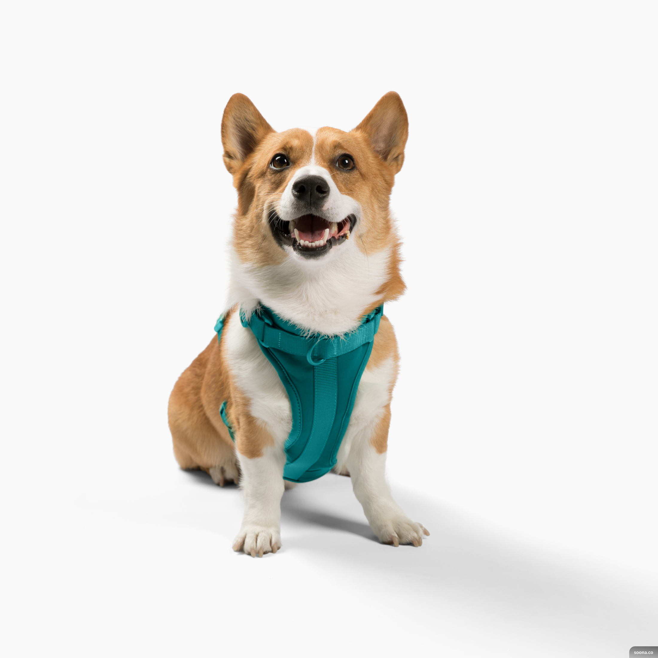 Harness - Southlake Paws