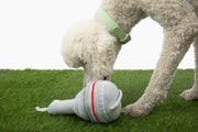 The Six Nose Work Dog Toy