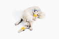 Load image into Gallery viewer, Champ Rocky Nose Work Dog Toy / Enrichment Toy - Southlake Paws
