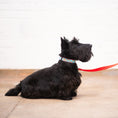 Load image into Gallery viewer, Cookies Dog Collar
