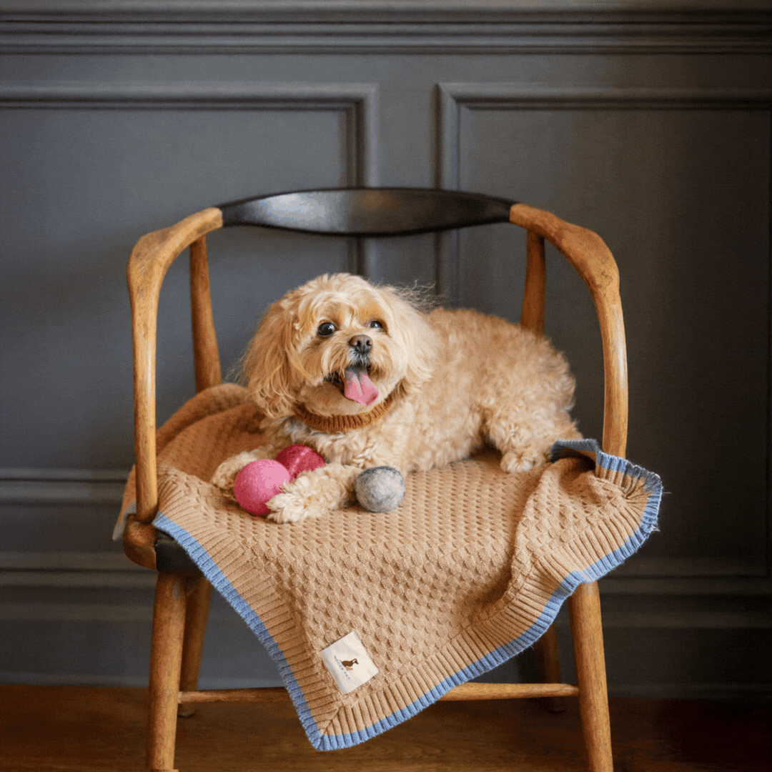 Nooee Pet Wool Toy Ball Set (5CM)