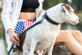 Load image into Gallery viewer, Celtic Sport Blue Jeans Leather Dog Collar
