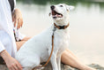 Load image into Gallery viewer, Celtic Sport Earth Brown Leather Dog Collar
