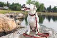 Load image into Gallery viewer, Celtic Sport Coral Reef Leather Dog Collar
