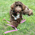 Color Market Dog Lead