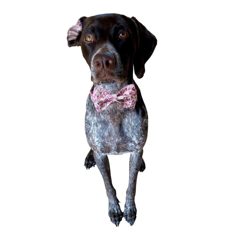 Cottage Rose Bow Tie Dog Collar & Leash Set | Personalized Free - Southlake Paws