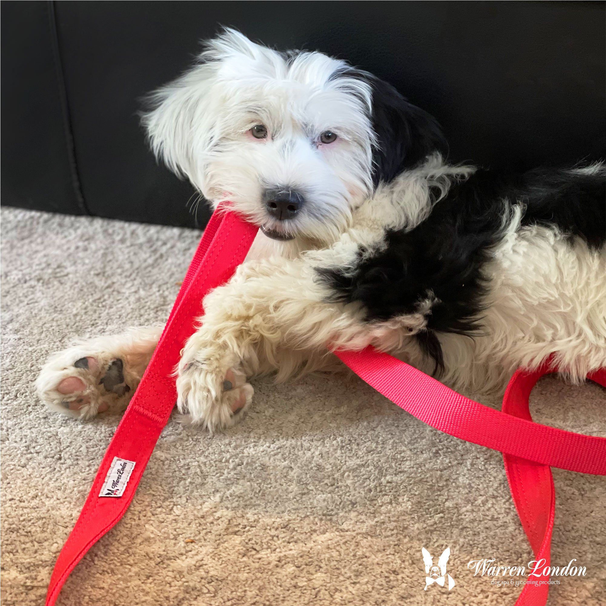 Fabric Dog Leash - Red