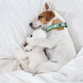 Load image into Gallery viewer, Counting Sheep Dog Collar
