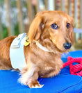 Load image into Gallery viewer, HARNESS - HOT MARINE
