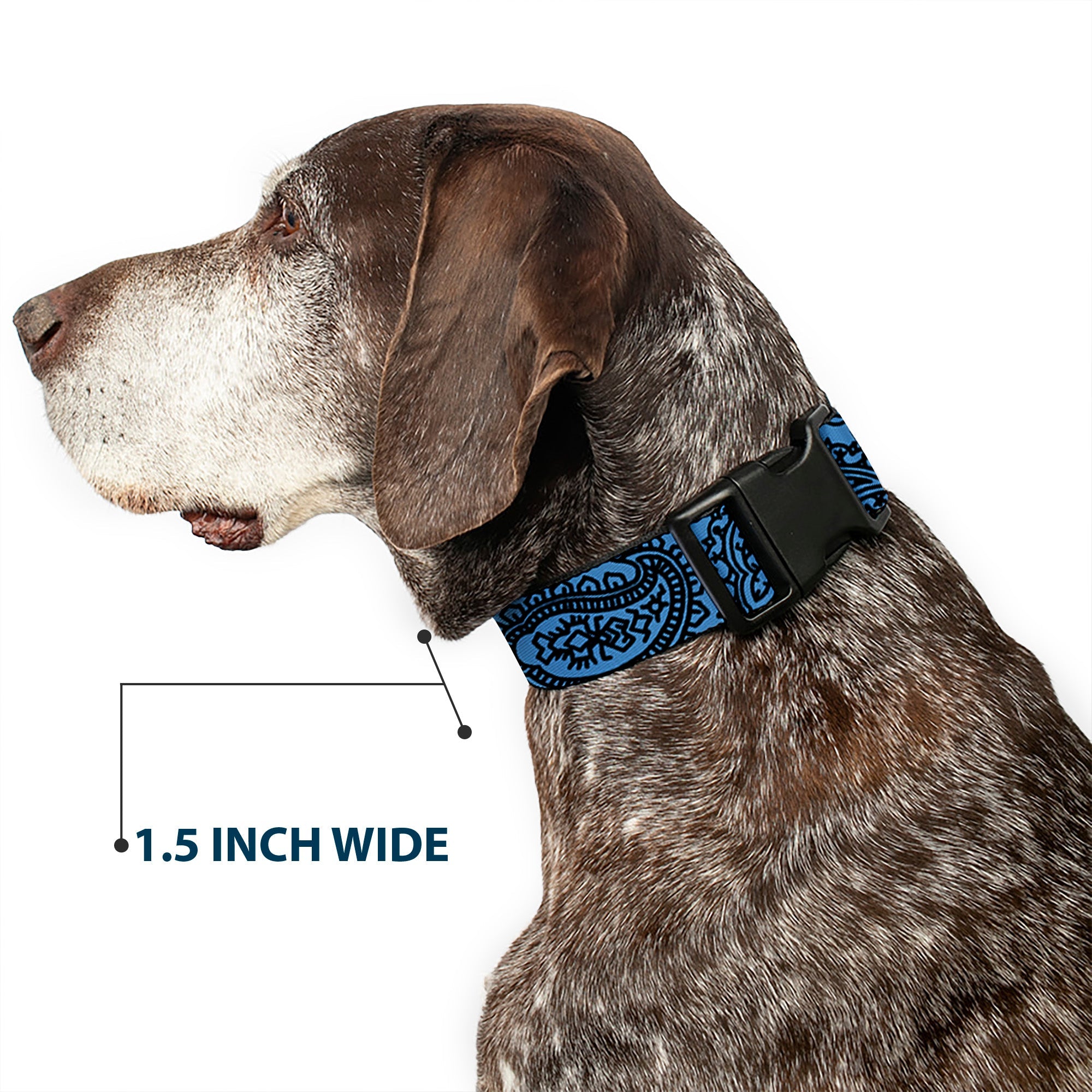 Plastic Clip Collar - Bandana/Skulls Baby Blue/Black
