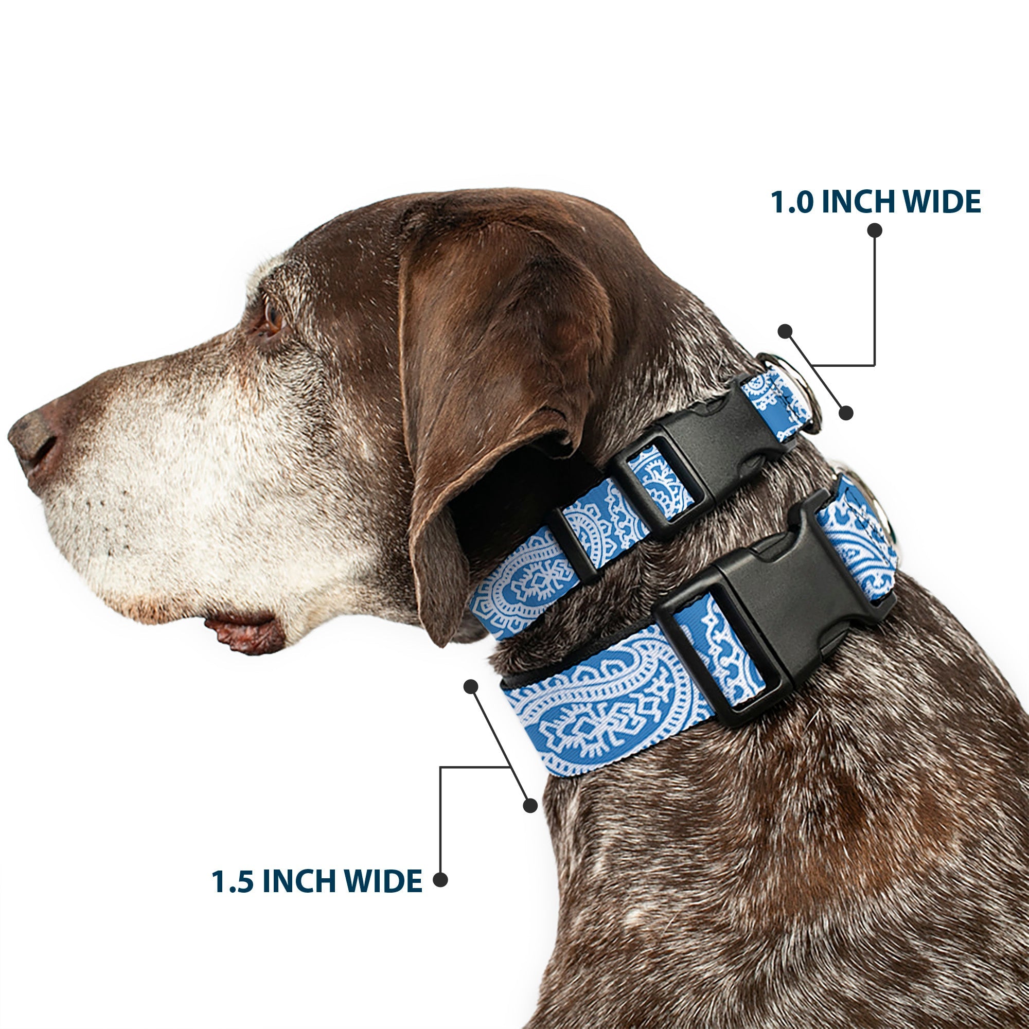 Plastic Clip Collar - Bandana/Skulls Baby Blue/White