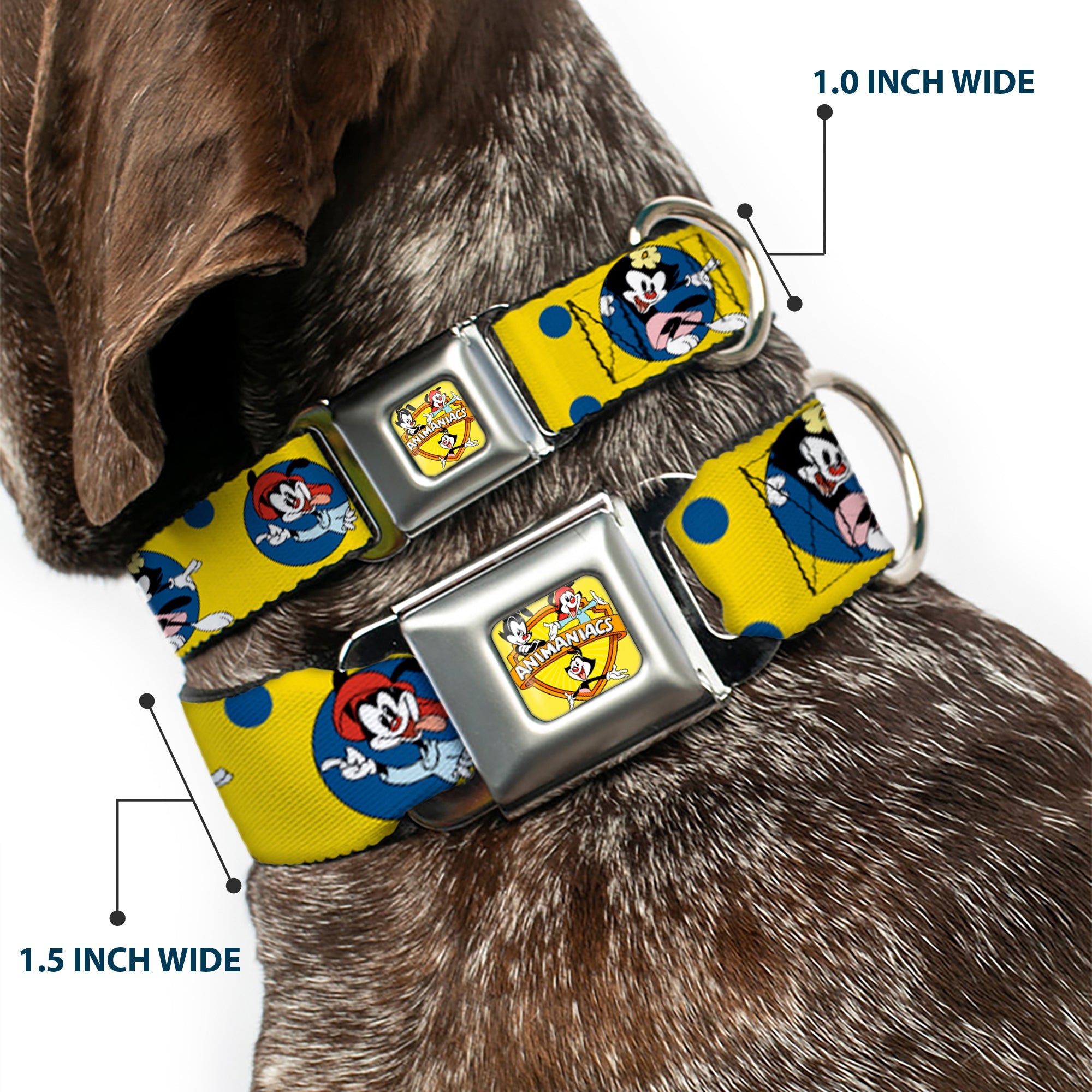 ANIMANIACS Title Logo Full Color Yellow Seatbelt Buckle Collar - Animaniacs Yakko Wakko and Dot Poses Yellow/Blue