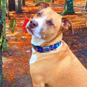 Grateful Dead Bear Seatbelt Buckle Collar - Dancing Bears Black/Multi Color