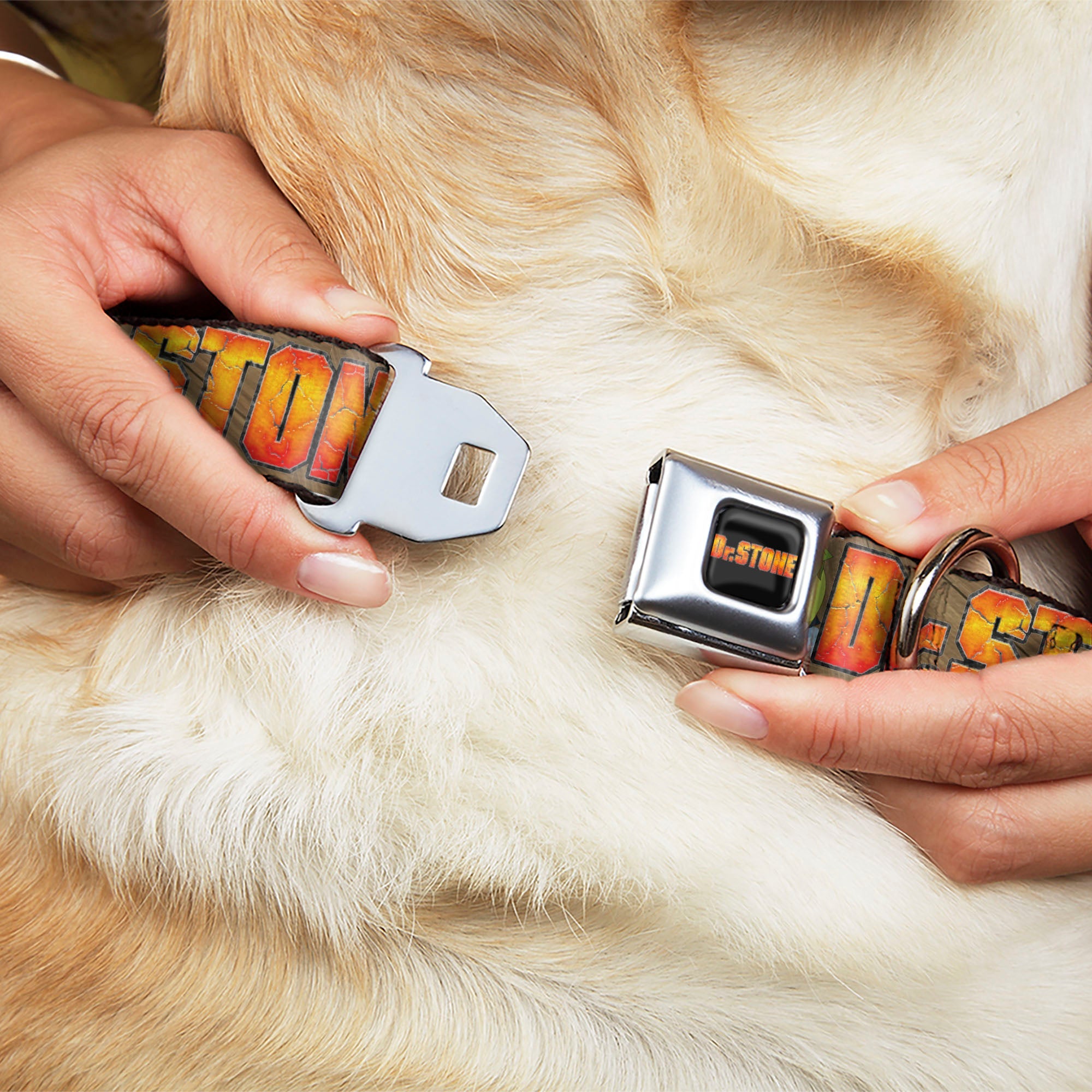 DR. STONE Title Logo Full Color Black/Orange Seatbelt Buckle Collar - DR. STONE Title Logo and Suika Crying Pose Browns