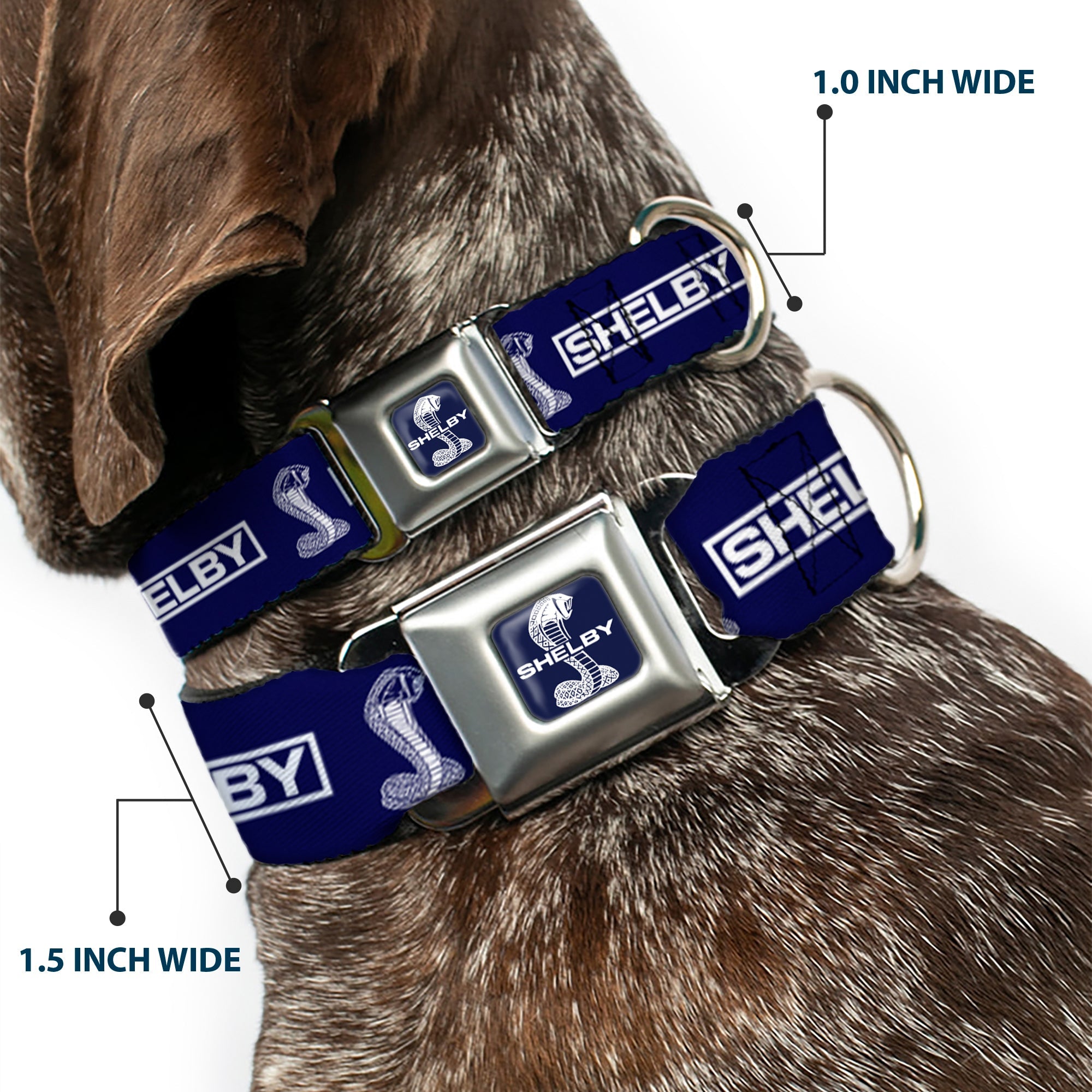 SHELBY Super Snake Cobra Split Full Color Blue/White Seatbelt Buckle Collar - SHELBY Box Logo and Super Snake Cobra Blue/White