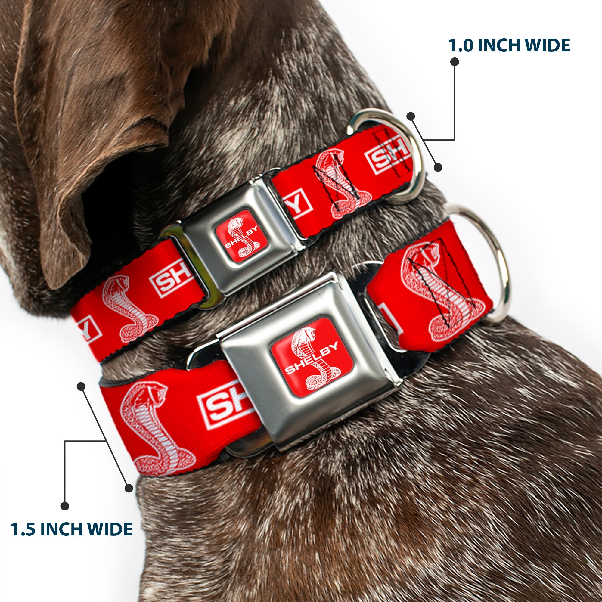 SHELBY Super Snake Cobra Split Full Color Red/White Seatbelt Buckle Collar - SHELBY Box Logo and Super Snake Cobra Red/White