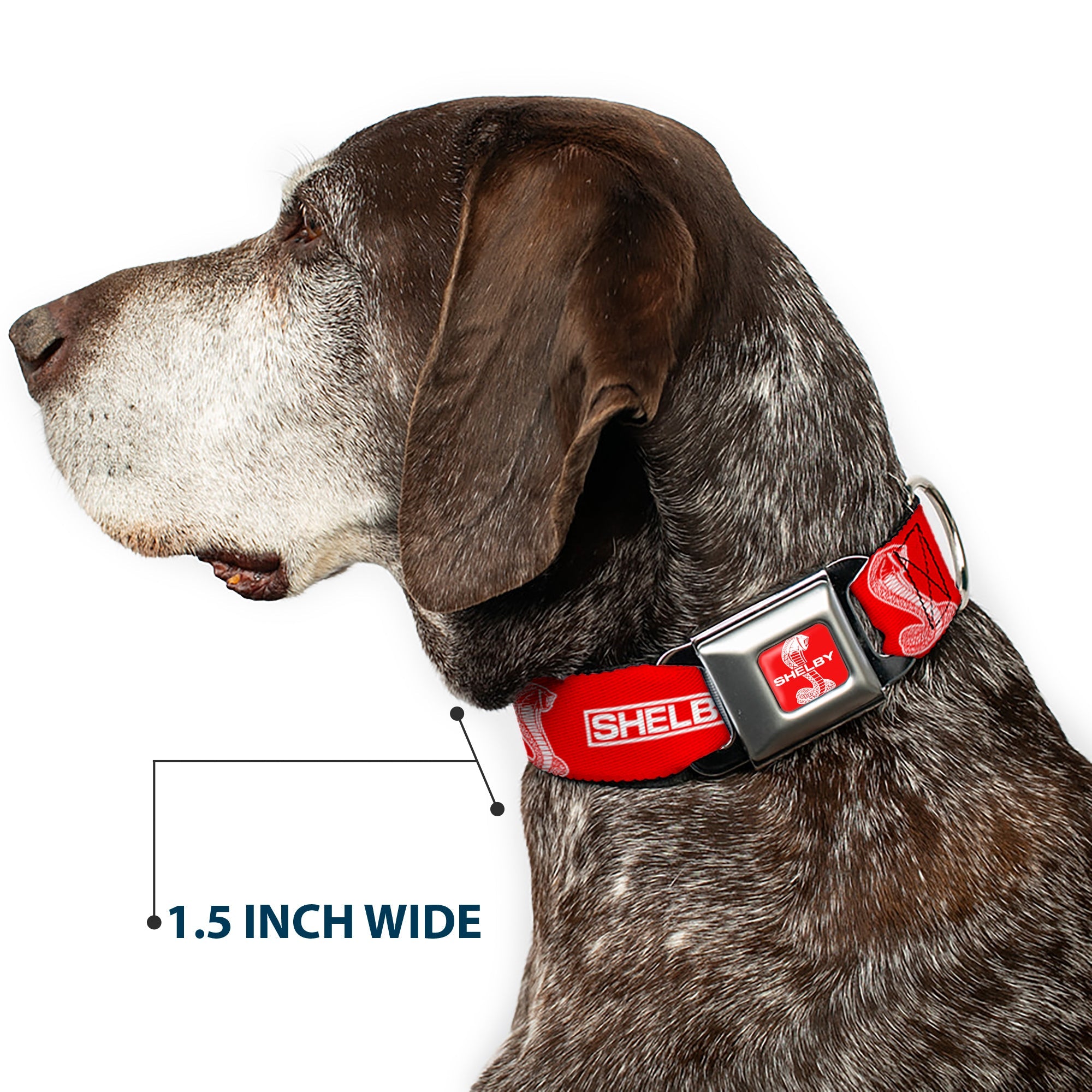 SHELBY Super Snake Cobra Split Full Color Red/White Seatbelt Buckle Collar - SHELBY Box Logo and Super Snake Cobra Red/White