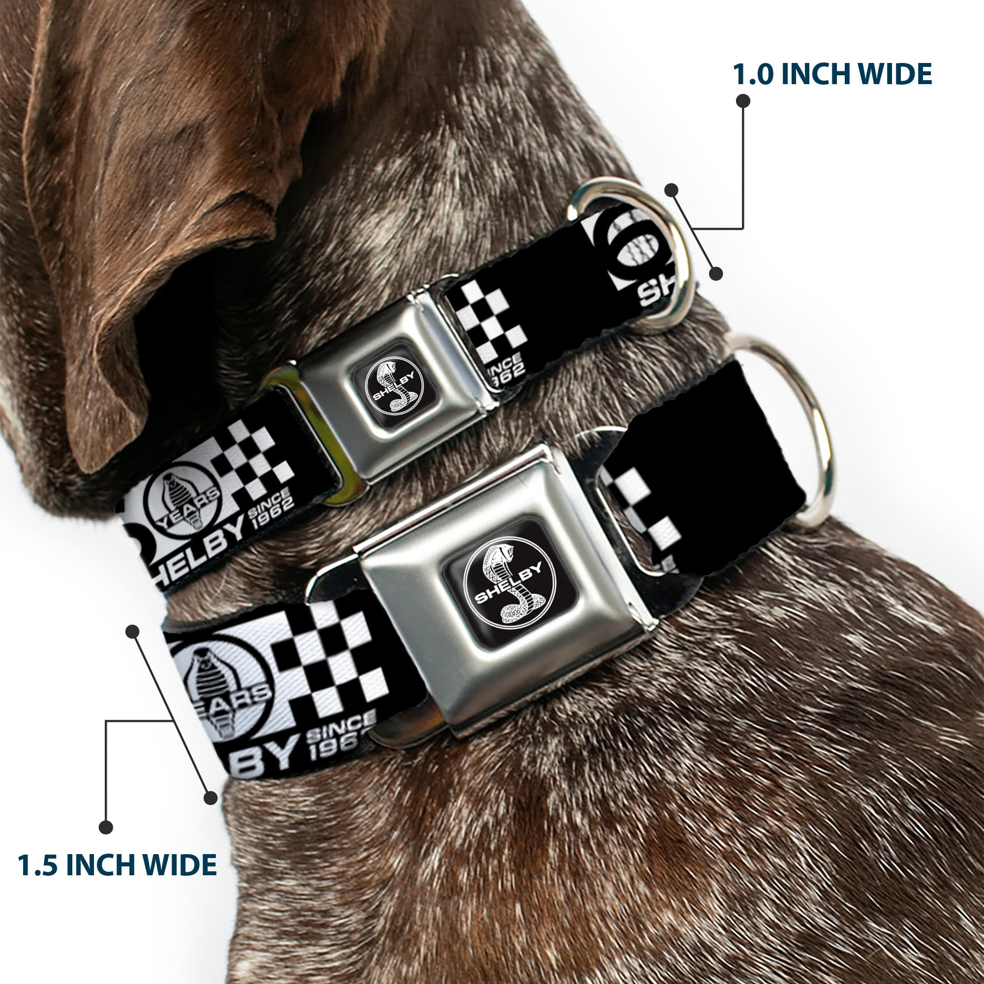 SHELBY Tiffany Split Full Color Black/White Seatbelt Buckle Collar - SHELBY 60 YEARS SINCE 1962 Checker Black/White
