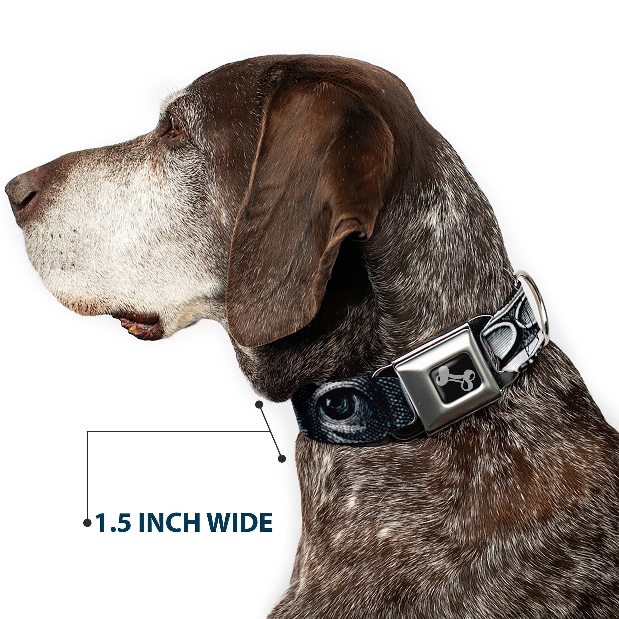 Dog Bone Seatbelt Buckle Collar - 100 Dollar Bill CLOSE-UP White/Black