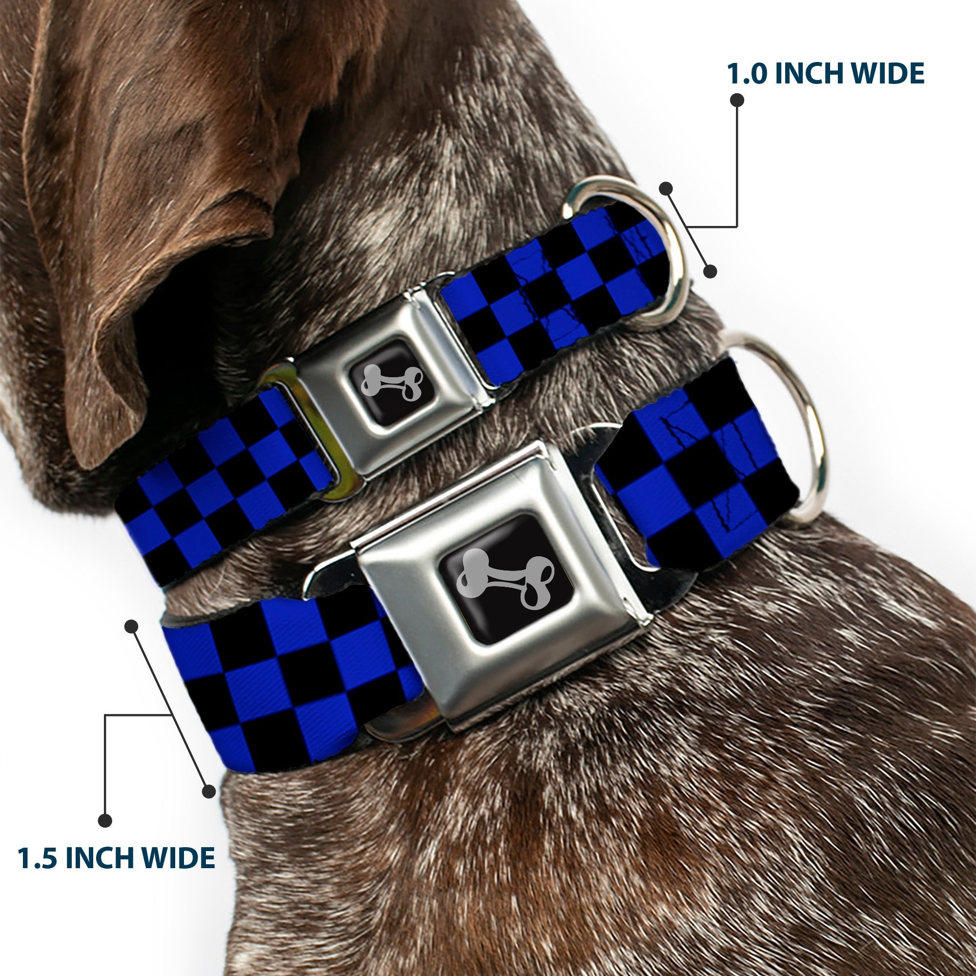Dog Bone Seatbelt Buckle Collar - Checker Black/Neon Blue