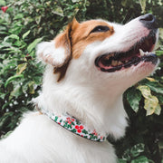 Dog Bone Seatbelt Buckle Collar - Holly & Mistletoe