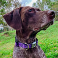 Load image into Gallery viewer, Dog Bone Seatbelt Buckle Collar - Hibiscus Collage Purple Shades
