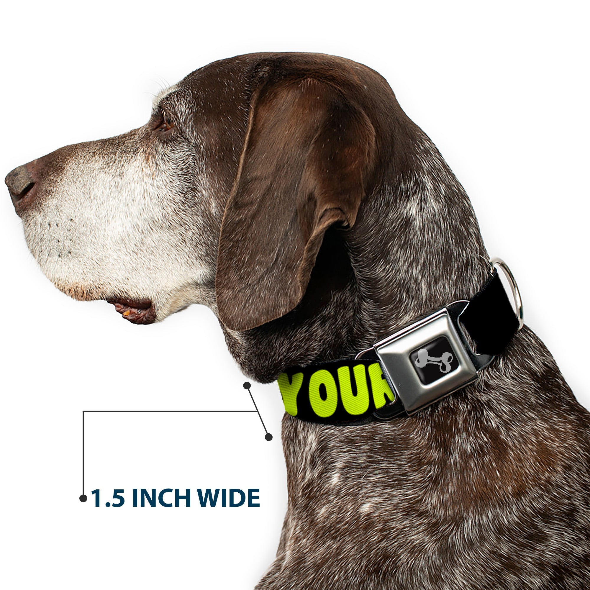Dog Bone Black/Silver Seatbelt Buckle Collar - IN YOUR DREAMS! Black/Pink/Green/Yellow