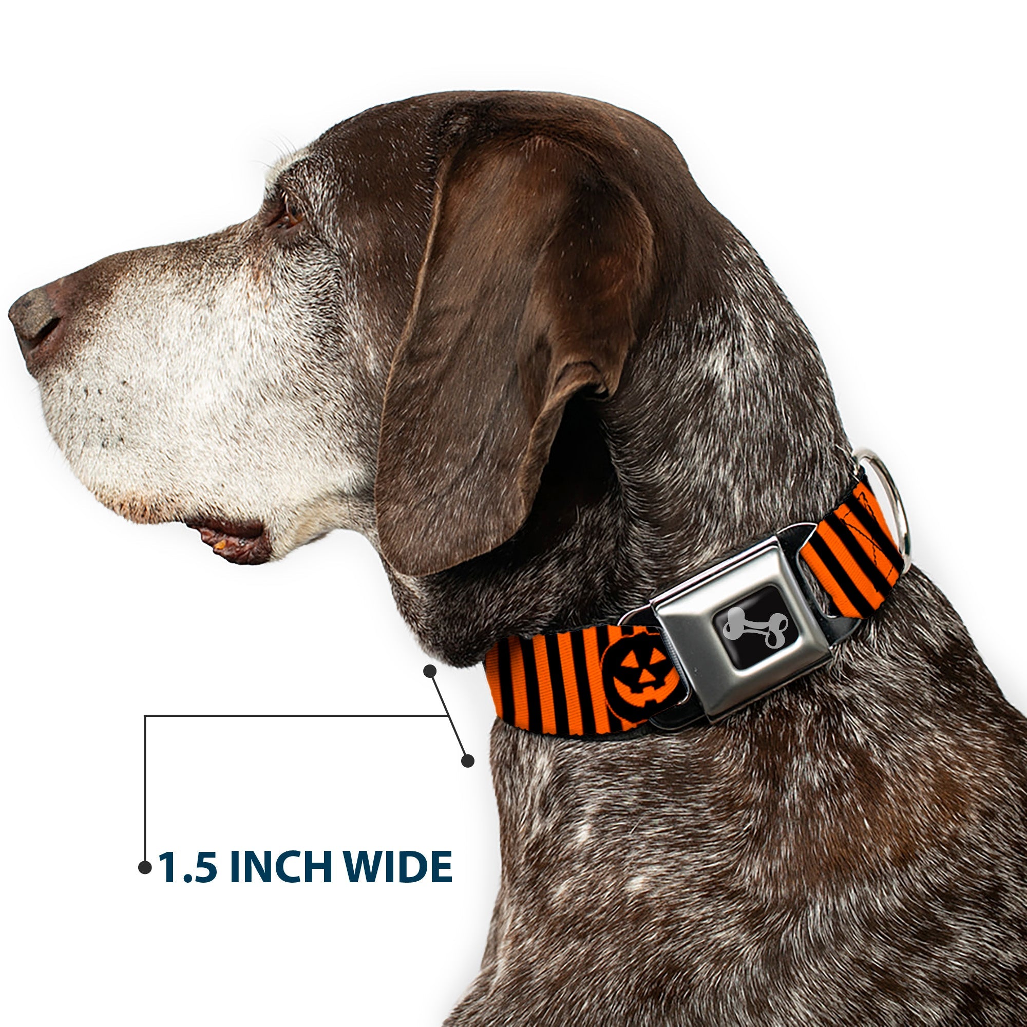 Dog Bone Black/Silver Seatbelt Buckle Collar - Jack-o'-Lantern Pumpkin Stripe Orange/Black