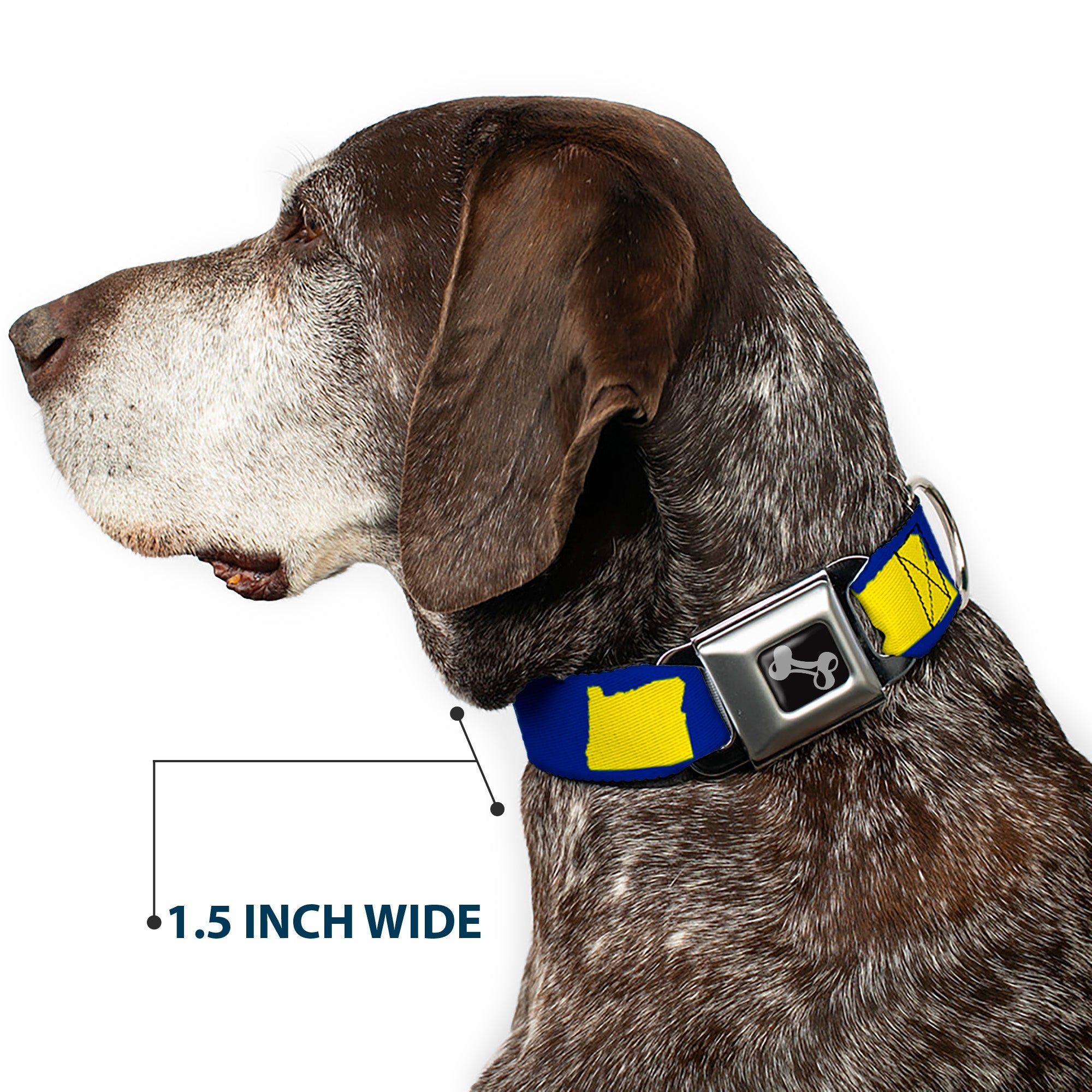 Dog Bone Seatbelt Buckle Collar - Oregon State Silhouette Blue/Yellow