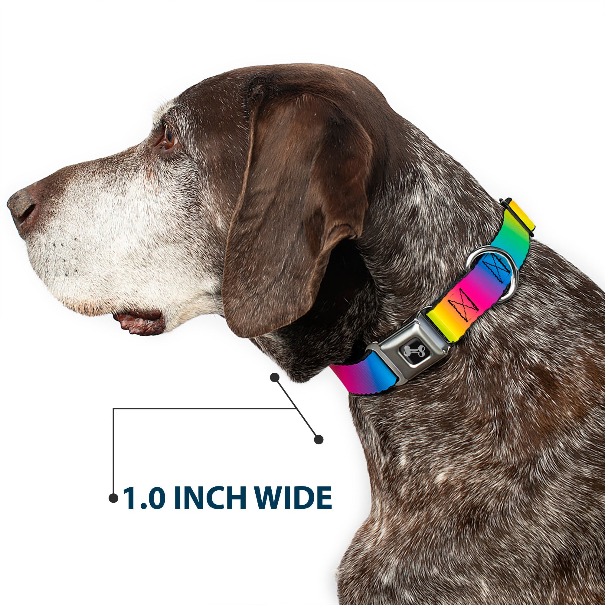 Dog Bone Black/Silver Seatbelt Buckle Collar - Rainbow Ombre