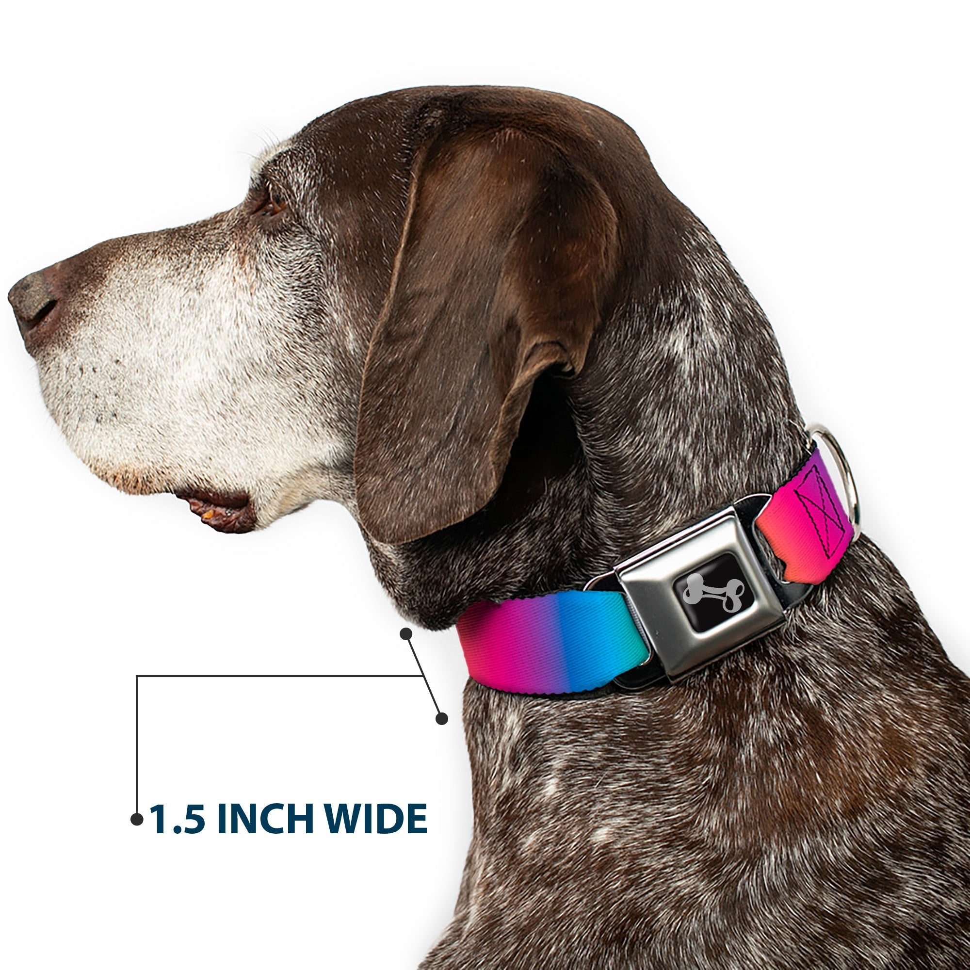 Dog Bone Black/Silver Seatbelt Buckle Collar - Rainbow Ombre