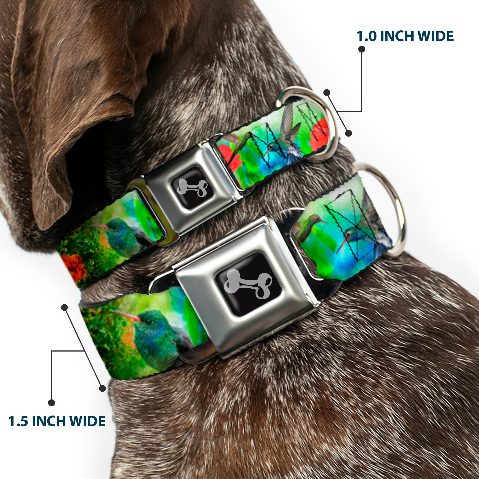 Dog Bone Seatbelt Buckle Collar - Vivid Hummingbird Garden