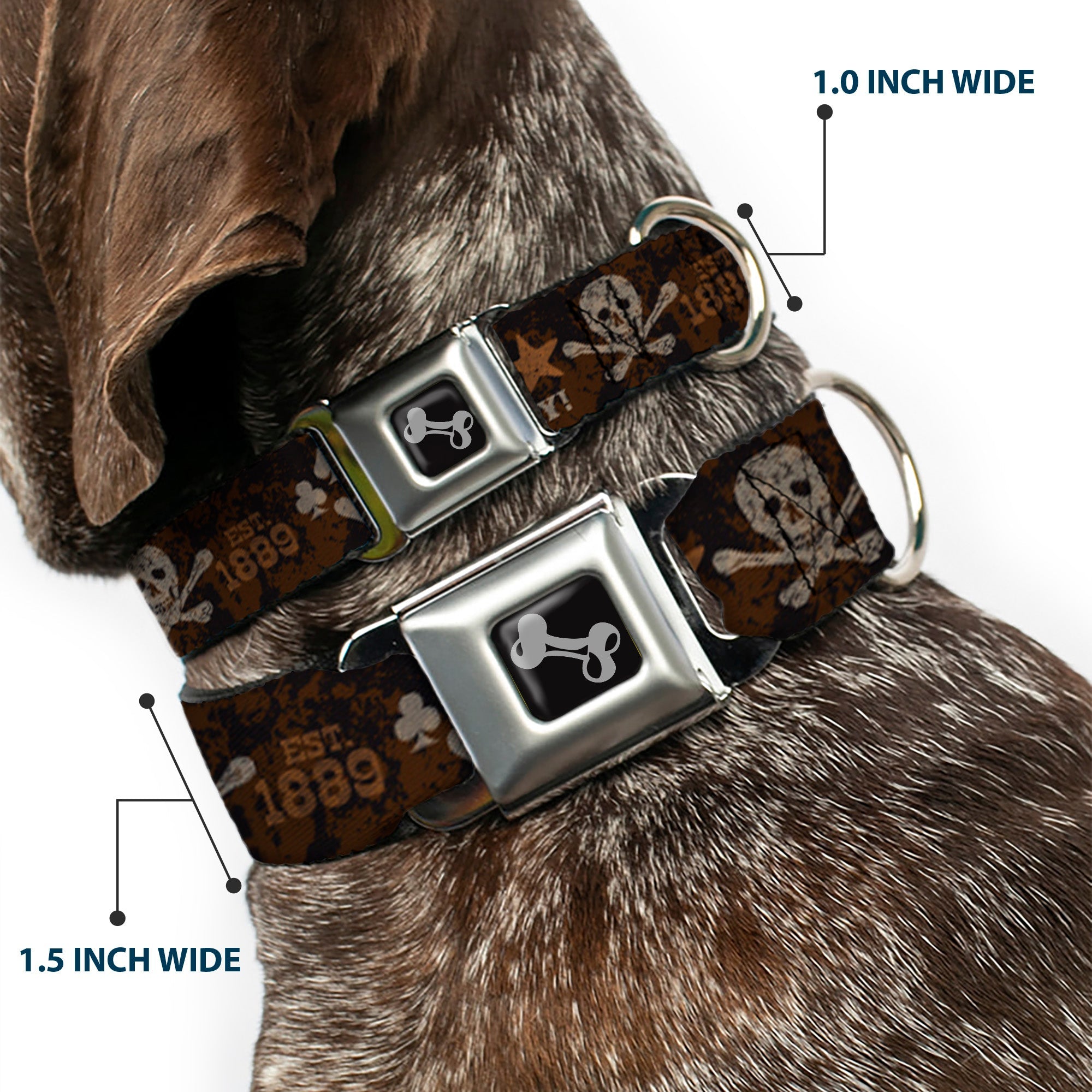 Dog Bone Black/Silver Seatbelt Buckle Collar - Western NO GUTS NO GLORY Skull and Crossbones Browns/Gray