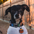 Load image into Gallery viewer, Dog Bone Seatbelt Buckle Collar - Zarape2 Vertical Multi Color Stripe
