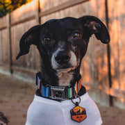 Dog Bone Seatbelt Buckle Collar - Zarape2 Vertical Multi Color Stripe