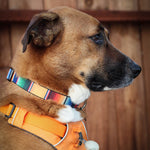 Dog Bone Seatbelt Buckle Collar - Zarape2 Vertical Multi Color Stripe