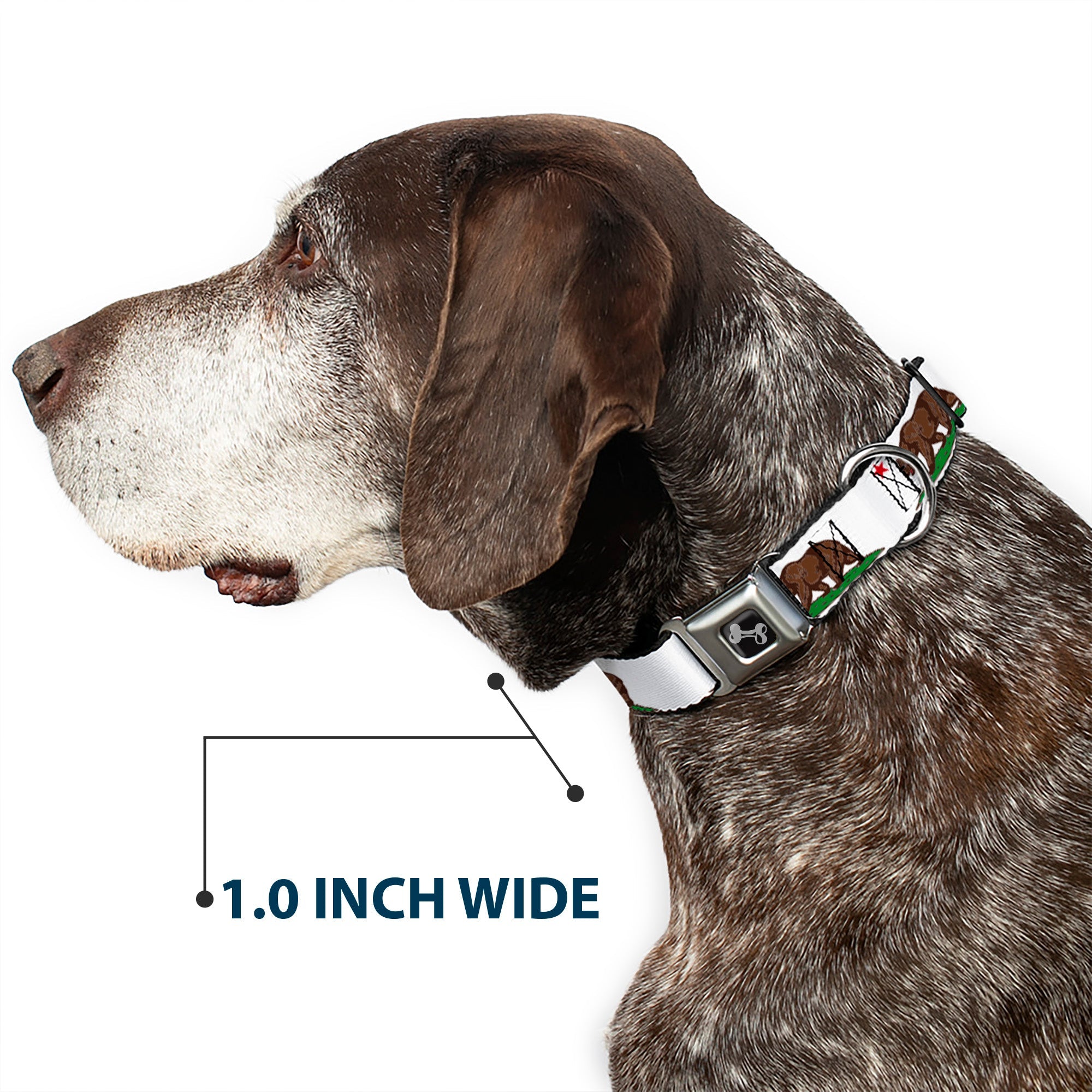 Dog Bone Seatbelt Buckle Collar - Cali Bear White