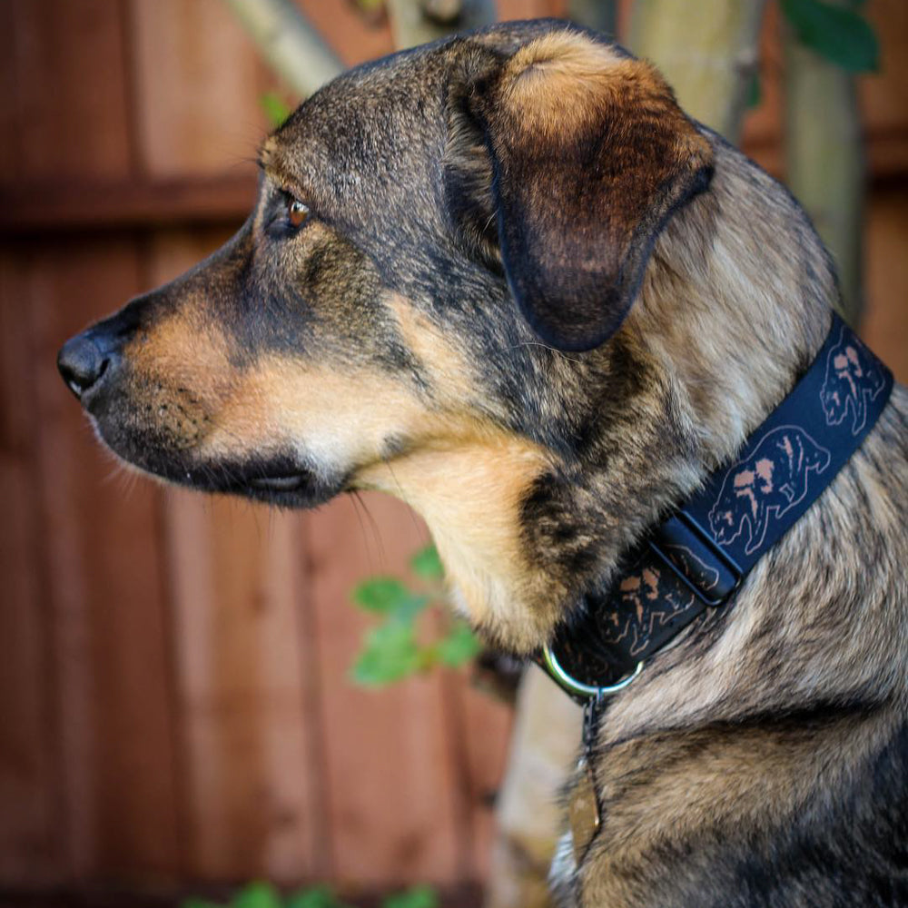 Dog Bone Seatbelt Buckle Collar - California Grizzly Bear Outline Black/Brown