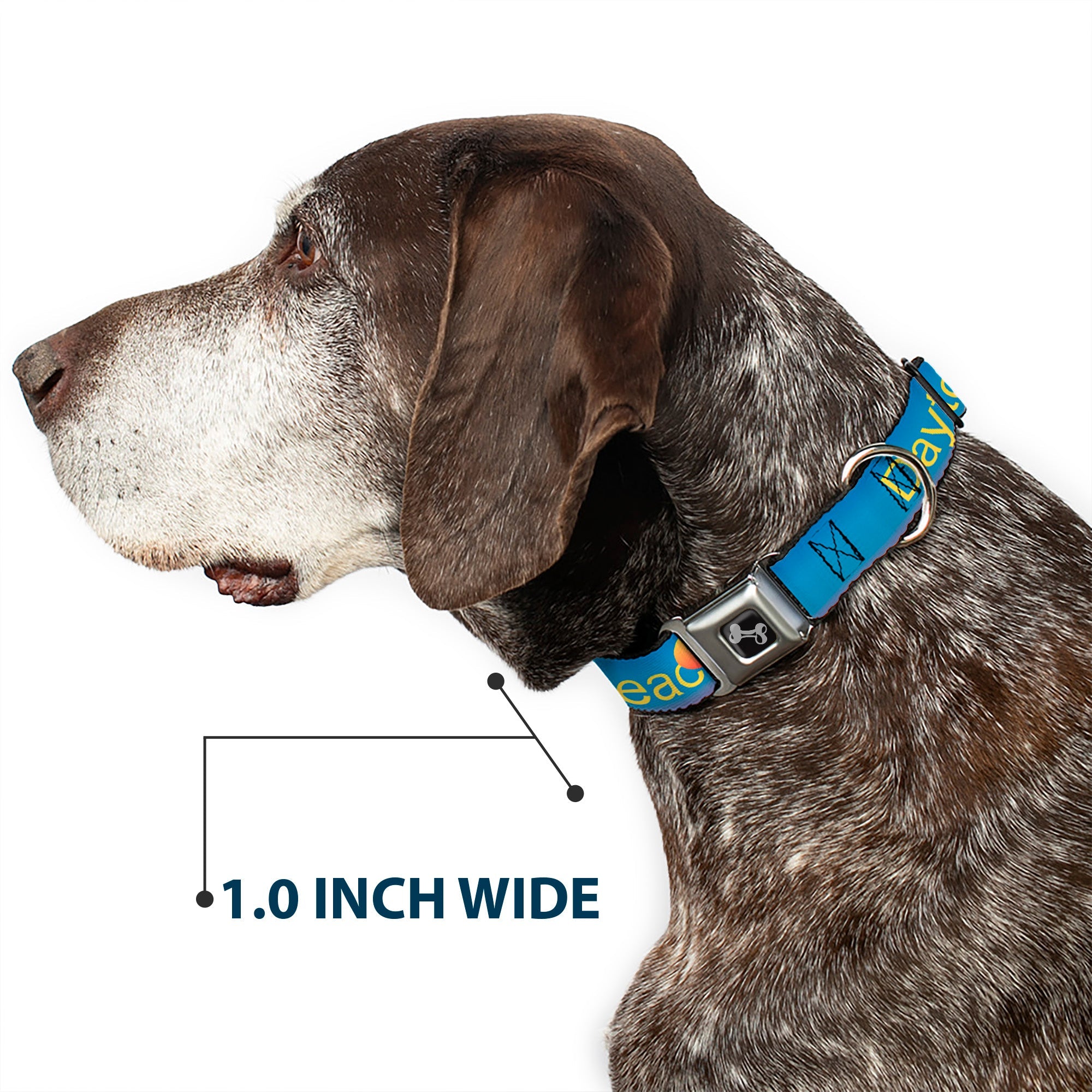 Dog Bone Seatbelt Buckle Collar - DAYTON BEACH Script/Sun/Palm Trees Blue Fade/Yellow/Oranges/Green