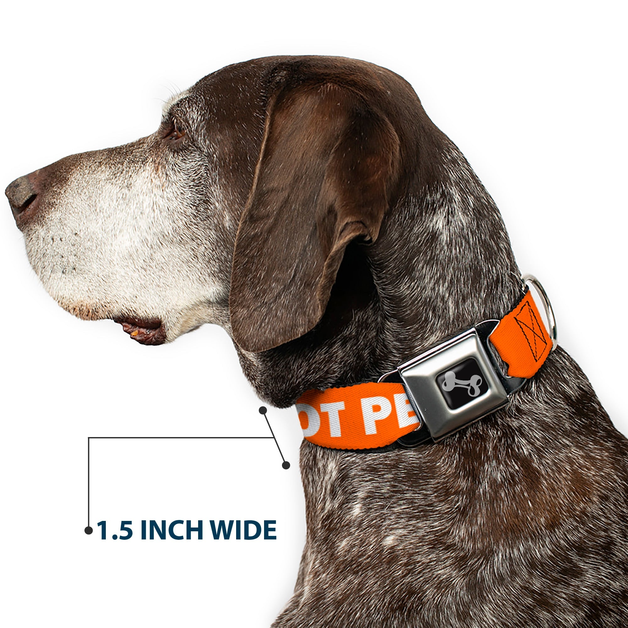Dog Bone Black/Silver Seatbelt Buckle Collar - Pet Quote DO NOT PET Orange/White