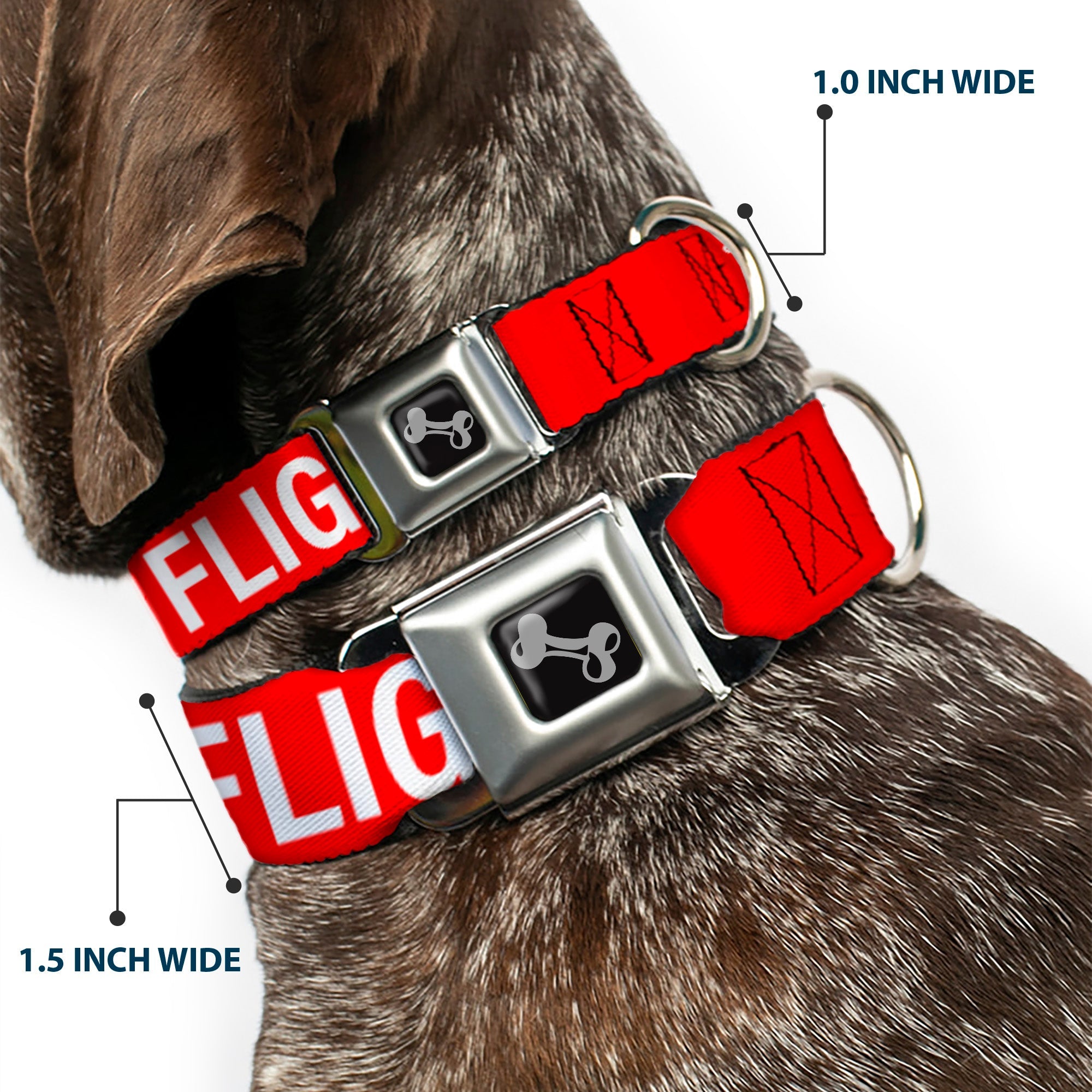 Dog Bone Black/Silver Seatbelt Buckle Collar - Buckle-Down REMOVE BEFORE FLIGHT Red/White