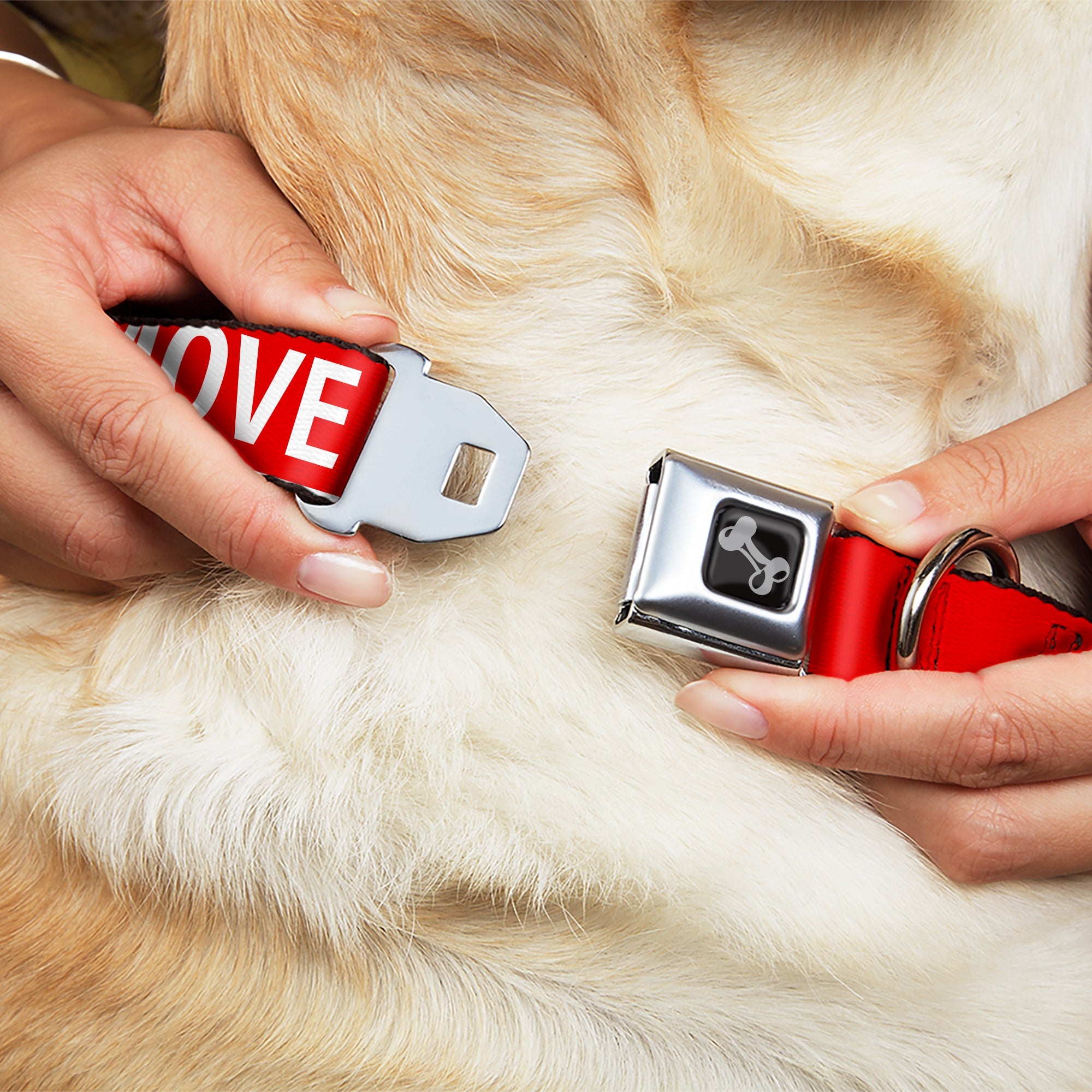 Dog Bone Black/Silver Seatbelt Buckle Collar - Buckle-Down REMOVE BEFORE FLIGHT Red/White