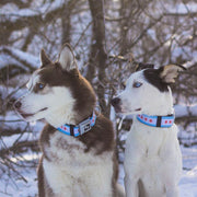 Dog Bone Seatbelt Buckle Collar - Chicago Flags/Black