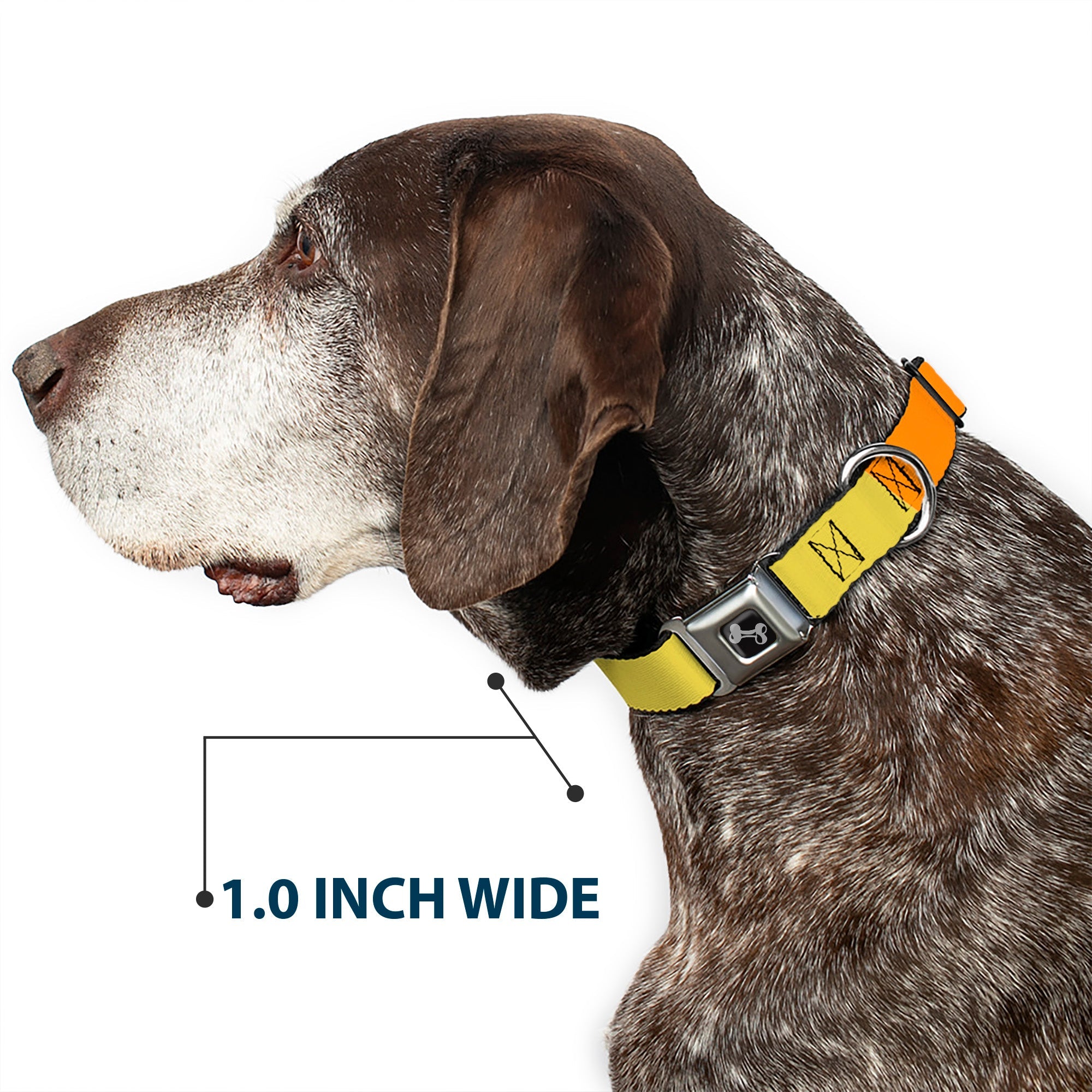Dog Bone Black/Silver Seatbelt Buckle Collar - Summer Essentials Color Block 1
