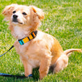 Load image into Gallery viewer, Dog Bone Black/Silver Seatbelt Buckle Collar - Summer Essentials Color Block 2
