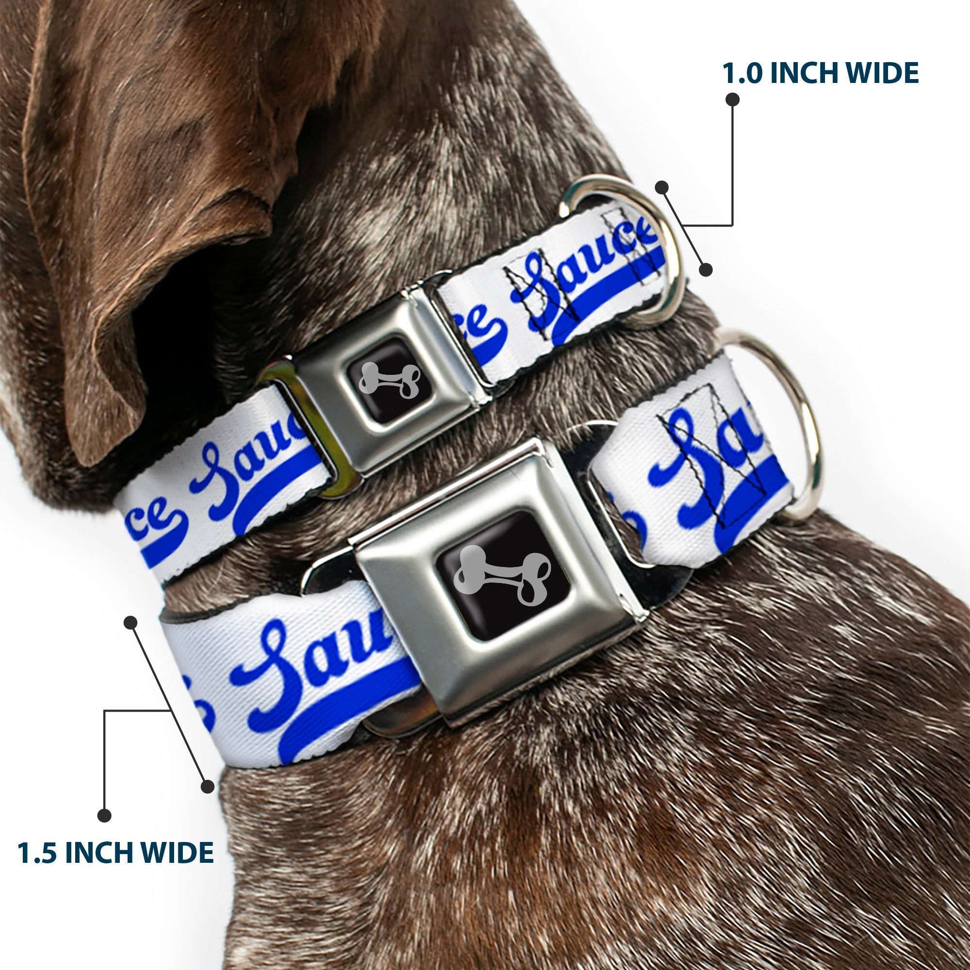 Dog Bone Black/Silver Seatbelt Buckle Collar - SAUCE Baseball Script White/Blue