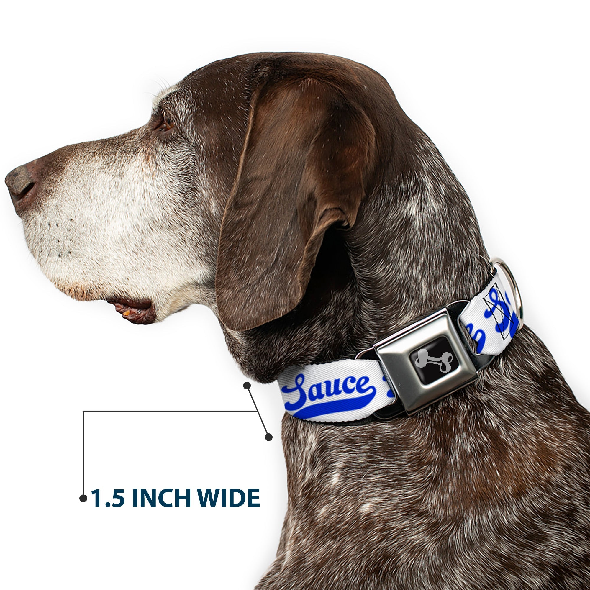 Dog Bone Black/Silver Seatbelt Buckle Collar - SAUCE Baseball Script White/Blue